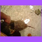 Josh Touching Fish 8.jpg